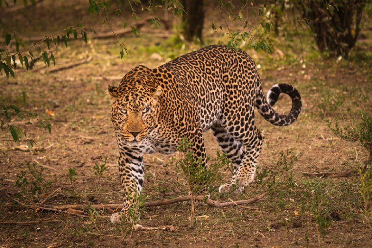 075 Masai Mara.jpg